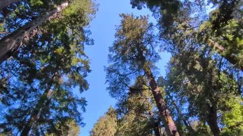 Video of a redwood forest with towering trees reaching into blue sky Stock Footage 320032556