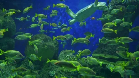 Video of reef in 4K Stock Footage 78807071