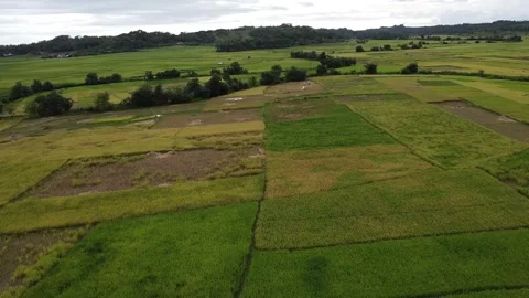 Video of rice fields and sea Video stock 274622618