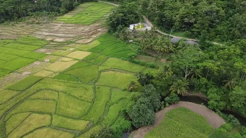 Video of rice fields Video stock 274622622
