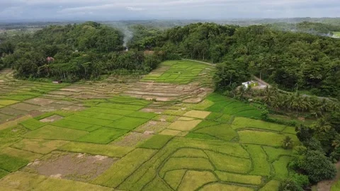 Video of rice fields with trees in the background Video stock 274622620