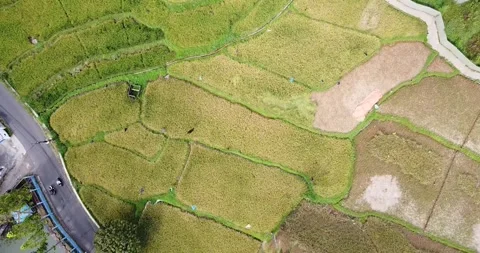 Video of rice fields when summer 動画素材 272769651