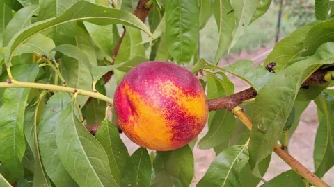 Video with ripe nectarine in the tree Stock Footage 282120907