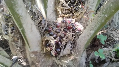 Video of ripe palm fruit Stock Footage 243157307