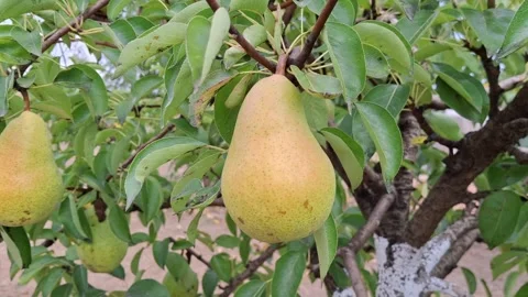 Video with ripe pears in the tree. 4K Stock Footage 282120914
