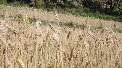 Video of ripe wheat fields and birds chirping in background Stock Footage 154016140