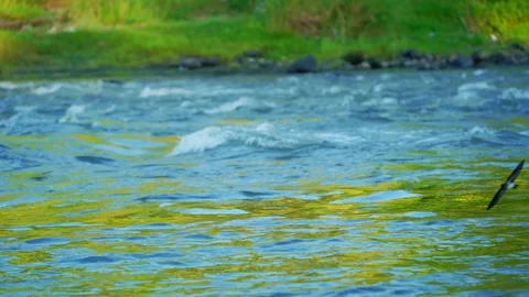 Video of rippling blue river surface Stock Footage 336318017