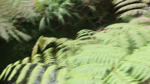 Video of a river in the middle of a rainforest Stock Footage 330141160
