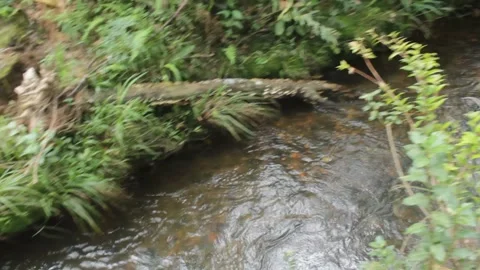 Video of a river in the middle of a rainforest Stock Footage 330141184