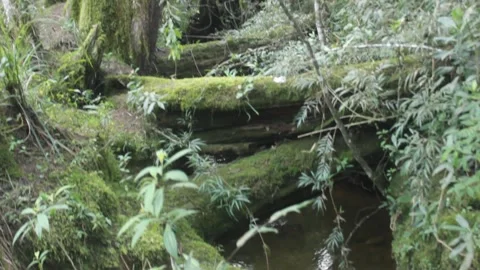 Video of a river in the middle of a rainforest Stock Footage 330141190