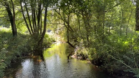 A video of a river passing in the middle of a forest Stock Footage 283347766