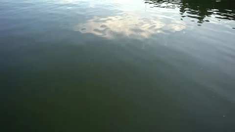 Video of river water flows Stock Footage 281768387