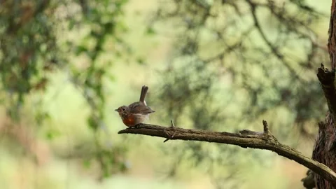 Video of a Robin singing on a branch Stock Footage 286103333