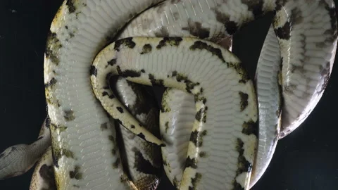 Video of royal ball phyton, camera rushed down Stock-Footage 112632986