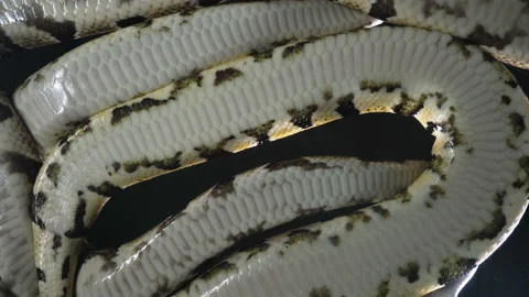 Video of royal ball phytons, camera down Stock-Footage 112632881