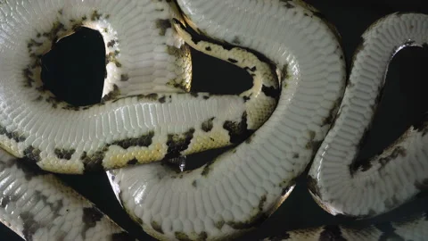 Video of royal ball phytons, camera rushed down Stock-Footage 117164351