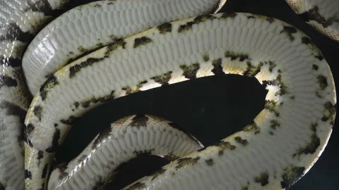 Video of royal ball phytons camera rushed down Stock-Footage 118897021