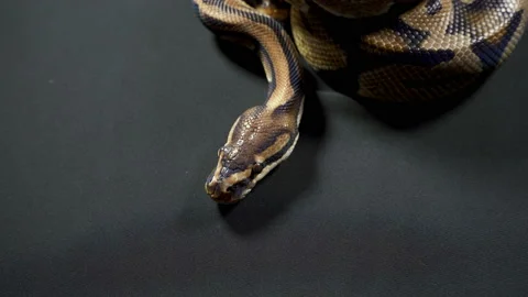 Video of royal ball python on black dark background Stock-Footage 111825393