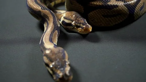 Video of royal ball python on black background Stock-Footage 117096054