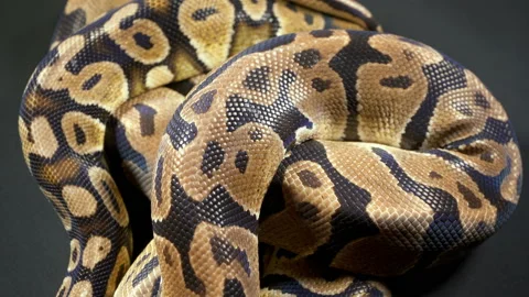 Video of royal ball python on black texture Stock-Footage 117096783