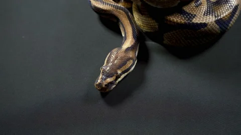 Video of royal ball python on black 库存影片 117316383