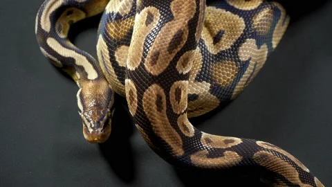 Video of royal ball python on black table Stock-Footage 117325110