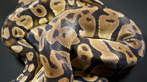 Video of royal ball python on dark texture Stock-Footage 111778480