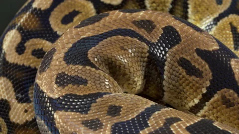Video of royal ball python Stock-Footage 117327001