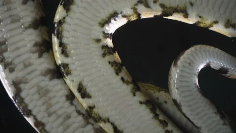 Video of royal phyton, camera rushed down Stock-Footage 112633183