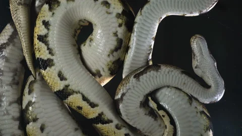 Video of royal phytons, camera rushed down Stock-Footage 112563112