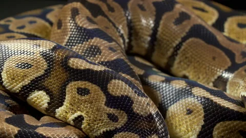 Video of royal python on black Stock-Footage 111779850