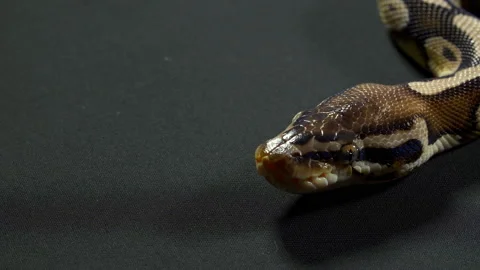 Video of royal python on black table Video stock 111780987