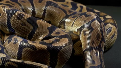 Video of royal python on dark background Stock-Footage 111779566