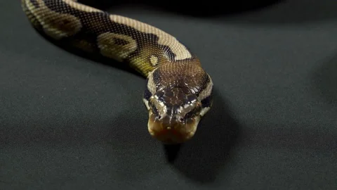 Video of royal python on dark Stock-Footage 118987218