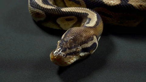 Video of royal python on dark table Stock-Footage 117161131