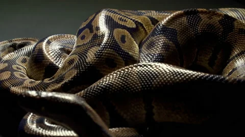 Video of royal python on dark texture Stock-Footage 111780242