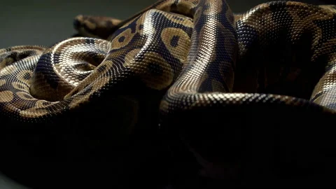 Video of royal python on dark texture Stock-Footage 117328225