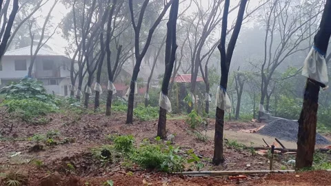 A video of rubber trees fitted with plastic rain guards to protect latex fr.. Video stock 307926067