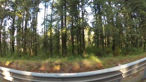Video rural road between trees recorded from the roof of a moving vehicle 動画素材 184736643