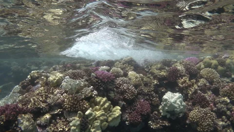 Video of sea waves breaking over coral reef, 8x slow motion Stock Footage 302757414