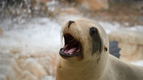 Video of seal in 4K Stock Footage 75770883