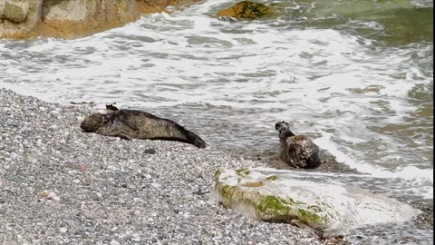 Video of seals on a pebble beach going towards sea. Stock Footage 287105224