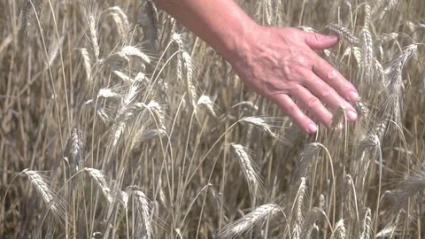 Video of senior man caressing wheat in the field in real slow motion Stock Footage 83974825