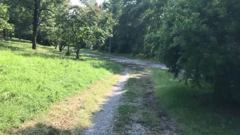 Video sequence along the trees path Stock Footage 91829653