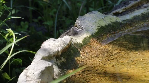 Video sequence of a sparrow bathing and cleaning itself in a stream. Stock Footage 123171181