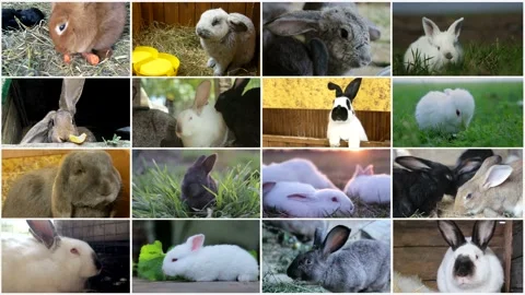 Video set of different rabbits with long ears, video collage. 4k video Stock Footage 211733319