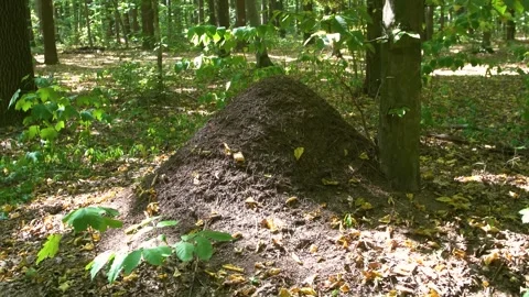 Video set: Large anthill in the forest. Home for ants in their natural habitat. Stock Footage 316412217