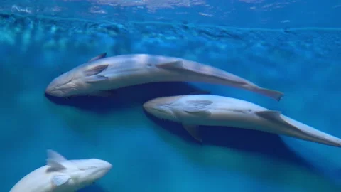 In this video, several fish are seen stuck to the side of the aquarium, swimming Video stock 239381840