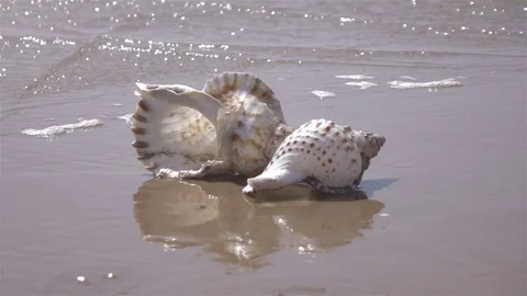 Video of shell by the ocean in real slow motion Stock Footage 76708223