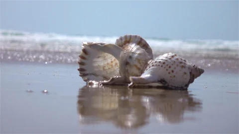 Video of shell by the ocean in real slow motion Stock Footage 79478639